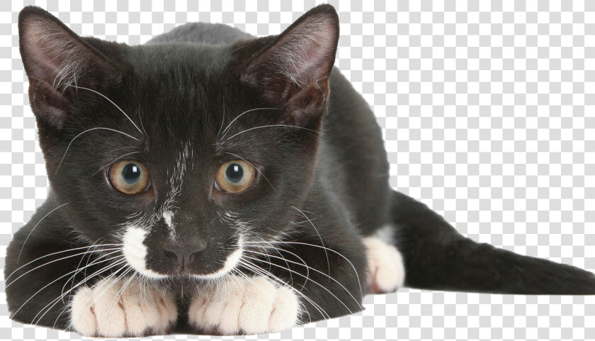 Transparent Cat Nose Png   Super Sense Of Cat  Png DownloadTransparent PNG