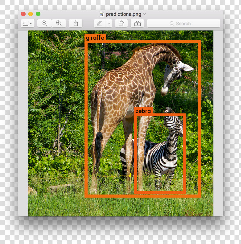 Giraffes And Zebras Together  HD Png DownloadTransparent PNG