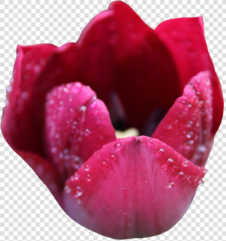 Tulipa Humilis  HD Png DownloadTransparent PNG