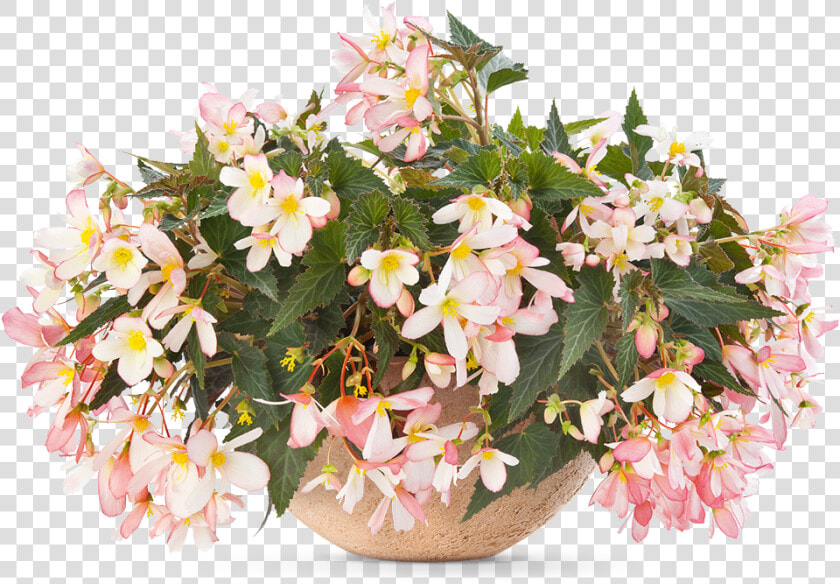 Pac® Begonia Sunbrero Soft Pink Sold Out   Begonia  HD Png DownloadTransparent PNG