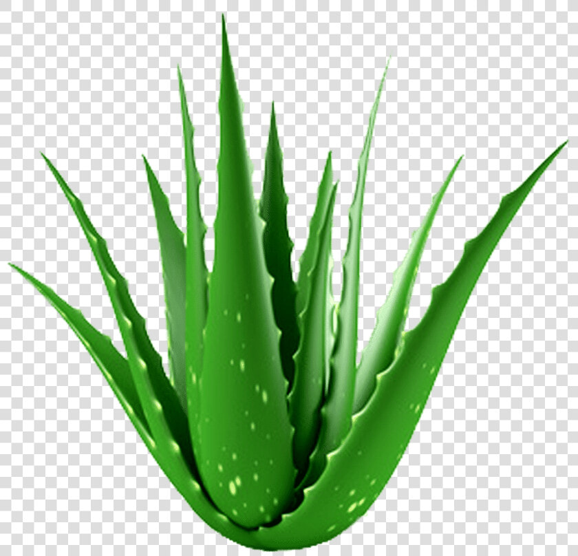 Aloe Vera Clipart   Png Download   Neem Aloe Vera Png  Transparent PngTransparent PNG