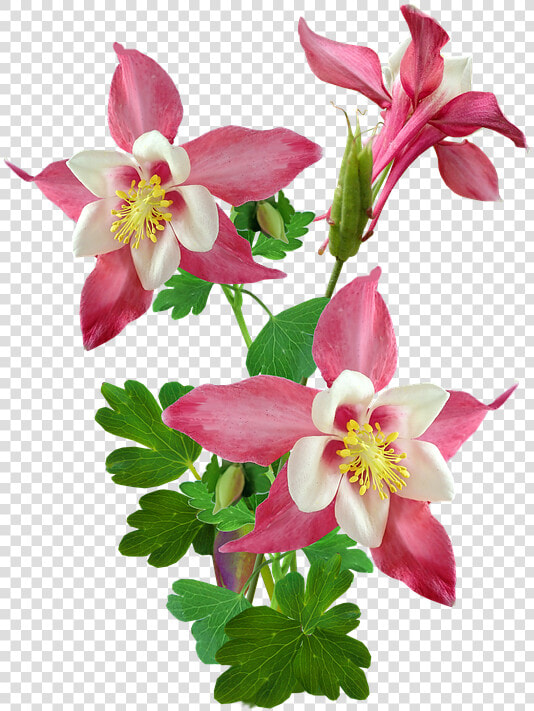 Colorado Blue Columbine  HD Png DownloadTransparent PNG