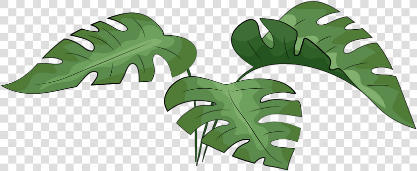 Leaf Vector Monstera  HD Png DownloadTransparent PNG