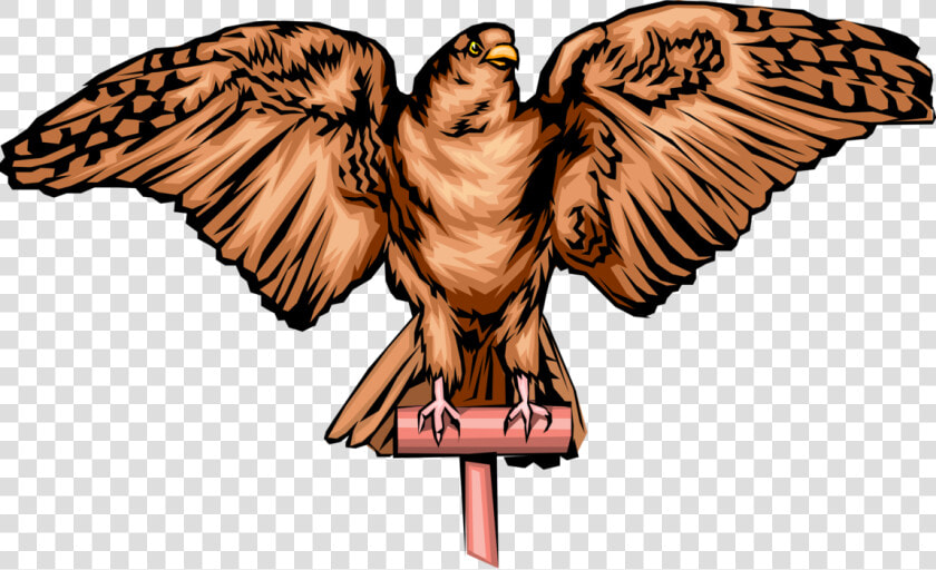 Vector Hawks Peregrine Falcon   Illustration  HD Png DownloadTransparent PNG