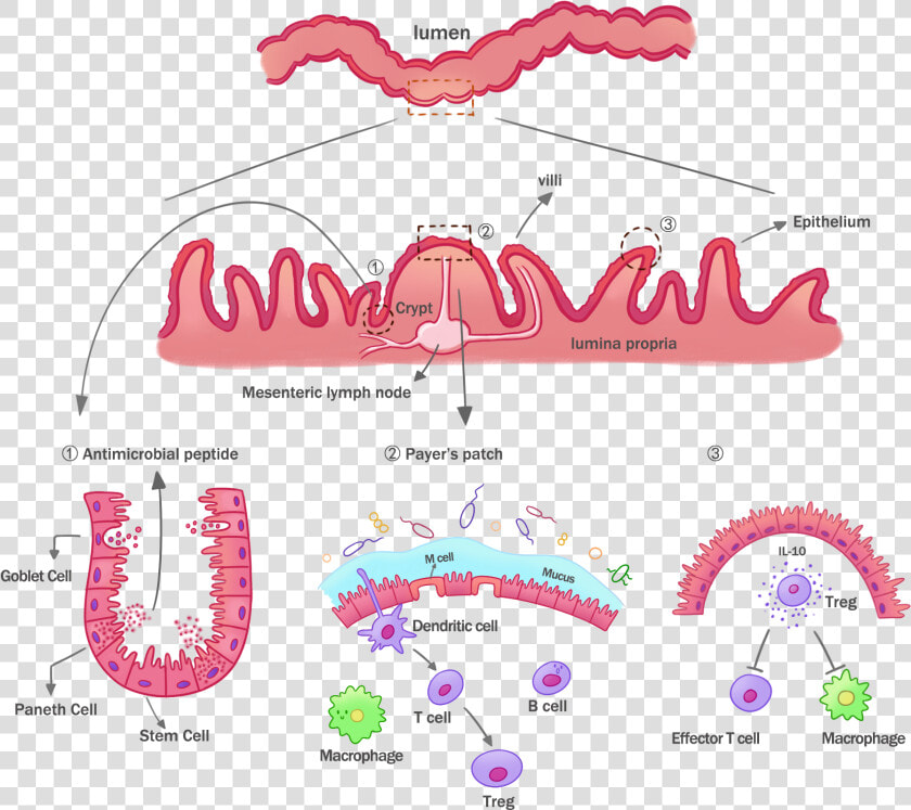 Transparent Epithelial Tissue Clipart   Graphic Design  HD Png DownloadTransparent PNG