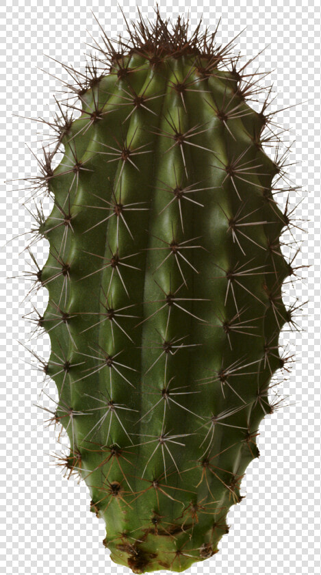 Cactus Png Png Image Blue Green And Magenta   Cactus Transparent Png  Png DownloadTransparent PNG