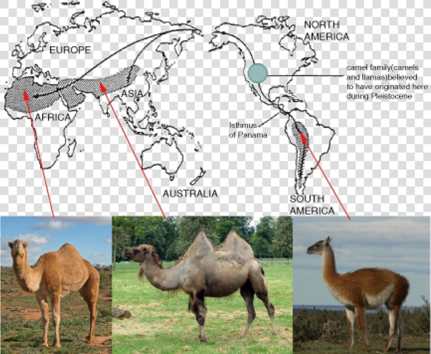 Evolution Of Camels And Llamas   Png Download   Geographical Evidence For Evolution  Transparent PngTransparent PNG