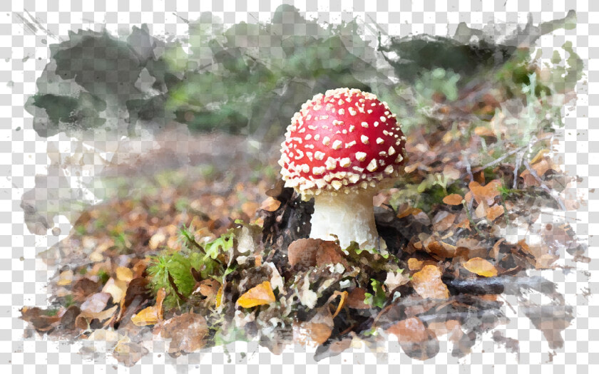 Button Mushroom Png   Png Download   Agaric  Transparent PngTransparent PNG