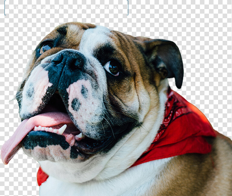 Transparent Bulldog Face Png   Australian Bulldog  Png DownloadTransparent PNG