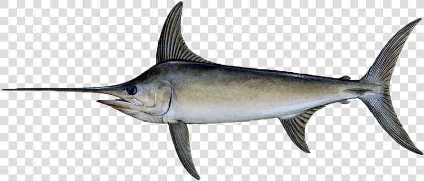 Swordfish Png  Transparent PngTransparent PNG