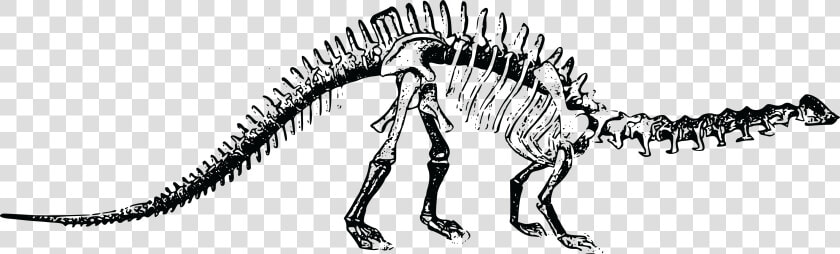 Transparent Skeletons Png   Dinosaur Bones Transparent Background  Png DownloadTransparent PNG