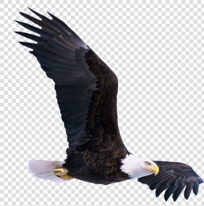 Transparent Soaring Eagle Clipart Black And White   Birds Png Hd New Picsart  Png DownloadTransparent PNG