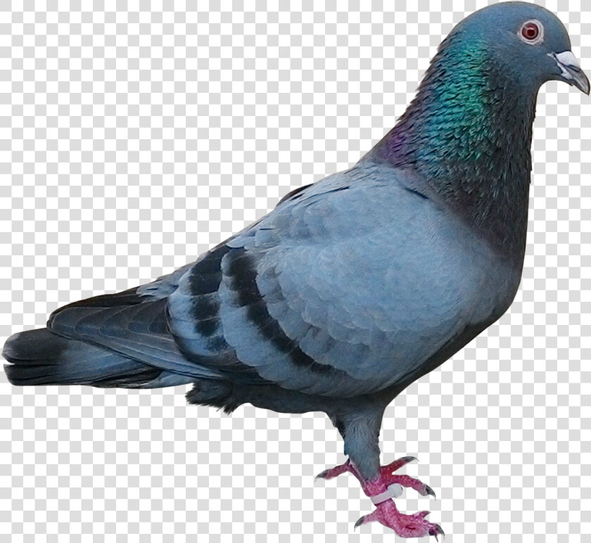 Racing Homer Homing Pigeon Columbidae Bird Pigeon Post   Transparent Background Pigeon Png  Png DownloadTransparent PNG