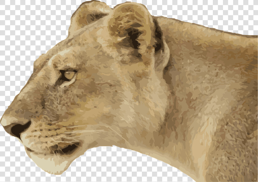 Lioness  Animal  Wild  Wildlife  Predator  Cat  Jungle   Female Lion Side View  HD Png DownloadTransparent PNG