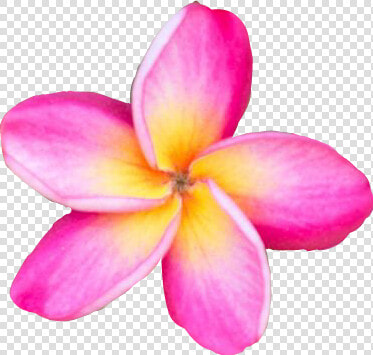  freetoedit  flower  plumeria  pink  yellow  pretty   Frangipani  HD Png DownloadTransparent PNG