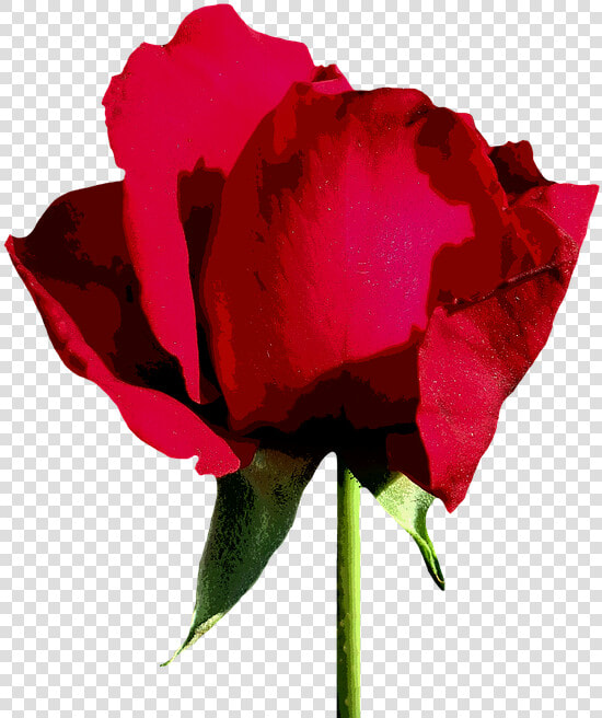 Floribunda  HD Png DownloadTransparent PNG