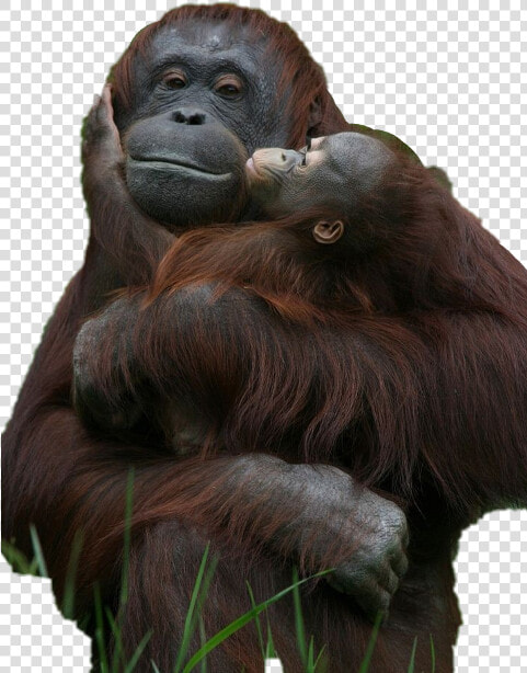 Monkey Holding Baby Monkey  HD Png DownloadTransparent PNG