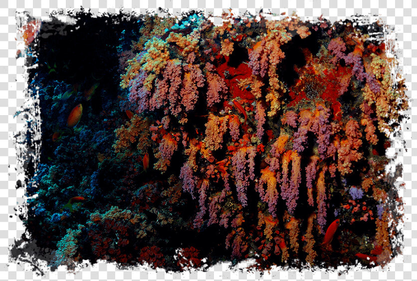 Maldives   Coral Reef   Maldives Fish Common  HD Png DownloadTransparent PNG