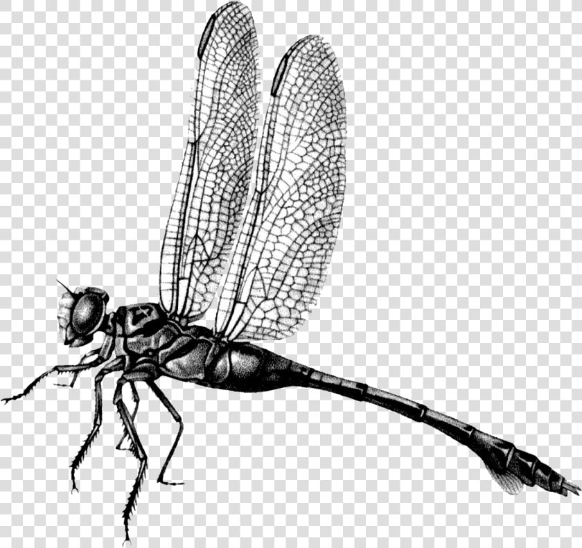 Dragonfly Png File Download Free   Net winged Insects  Transparent PngTransparent PNG