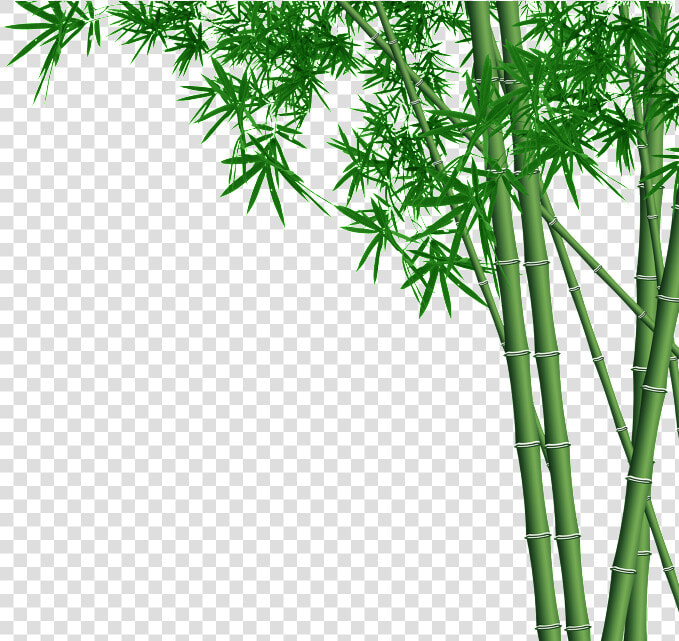 Bamboo Forest Transparent   Bamboo Png  Png DownloadTransparent PNG