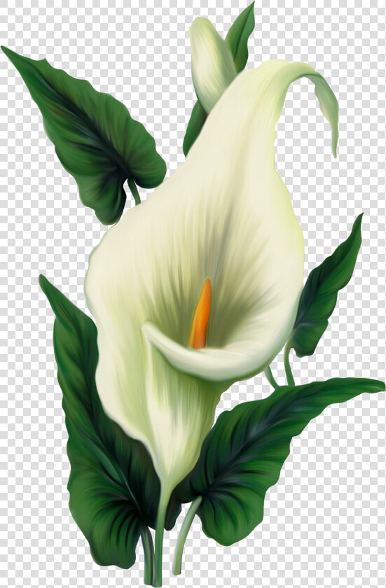 Calla Lily Png Picture  Transparent PngTransparent PNG