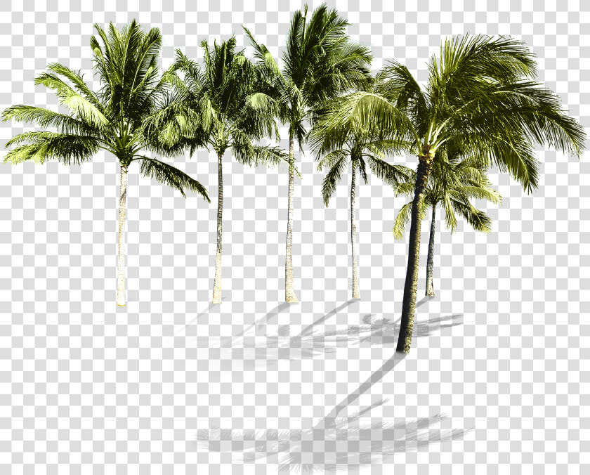 Clip Art Arecaceae Beach Wallpaper Tropical   Palm Trees Png Transparent  Png DownloadTransparent PNG