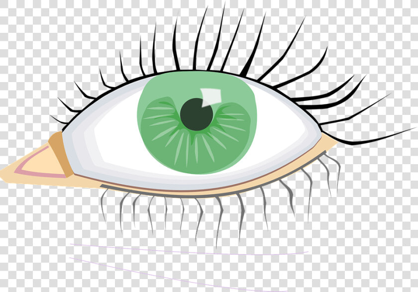 Eye  Green  Organ  Human Body  Eye Lashes  Black  Young   External Body Parts Eye  HD Png DownloadTransparent PNG