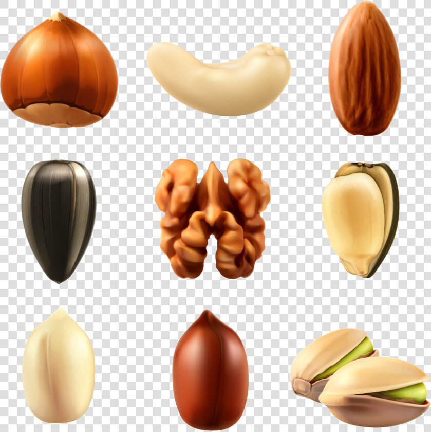 Dry Fruits Vector Png   Png Download   Nuts Png Vector  Transparent PngTransparent PNG