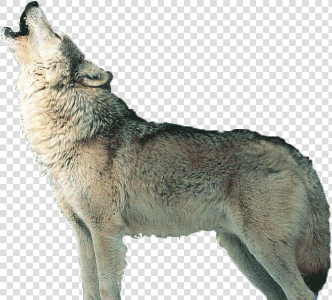 Howling Wolf Png Page   Transparent Wolf Howling Png  Png DownloadTransparent PNG