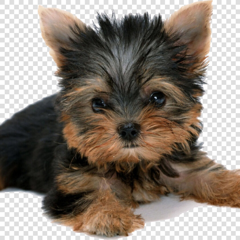 Transparent Yorkie Png   Yorkshire Terrier Transparent Background  Png DownloadTransparent PNG