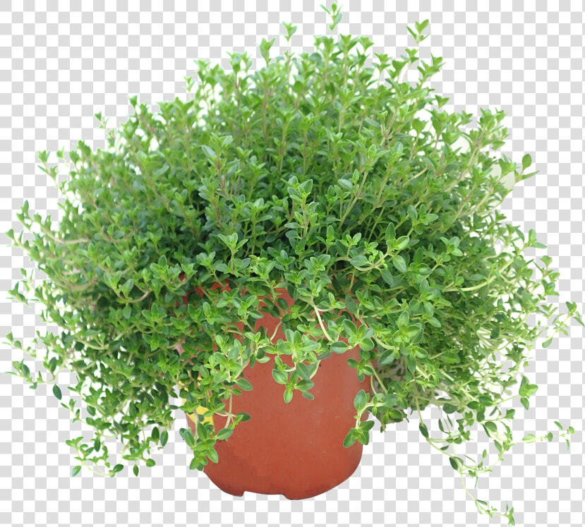 Flowerpot  HD Png DownloadTransparent PNG