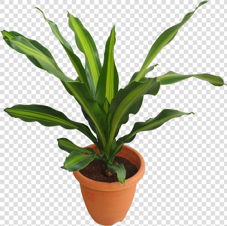 Flowerpot  HD Png DownloadTransparent PNG