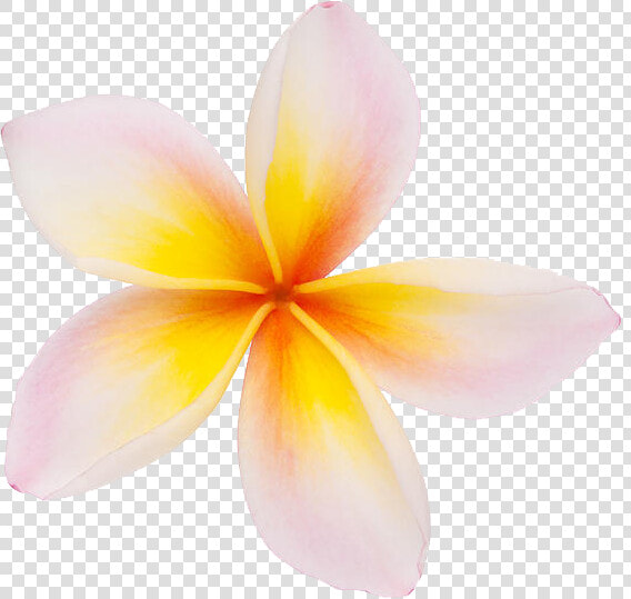 Download Plumeria Png Clipart   Plumeria Clipart Png  Transparent PngTransparent PNG