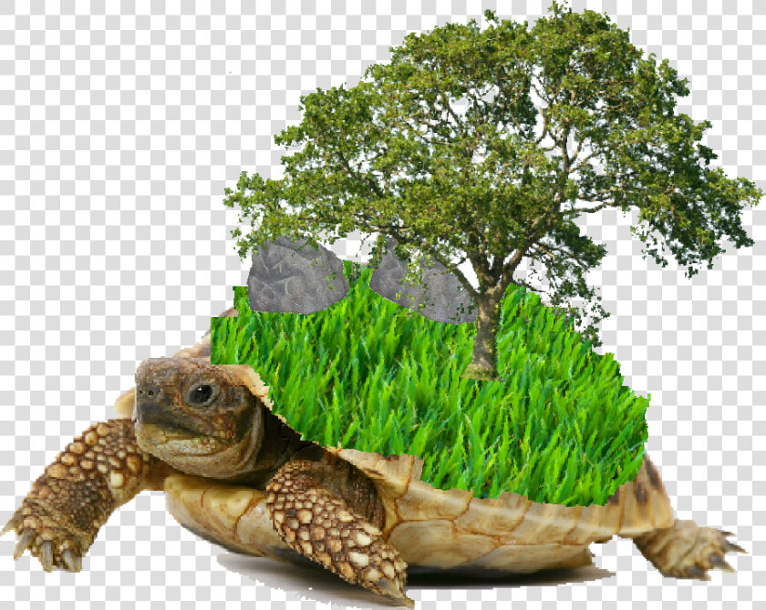 Hermann  39 s Tortoise White Background  HD Png DownloadTransparent PNG