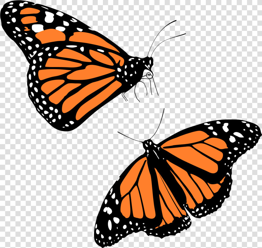 Clip Art Monarch Big Image Png   Transparent Background Monarch Butterfly Png  Png DownloadTransparent PNG