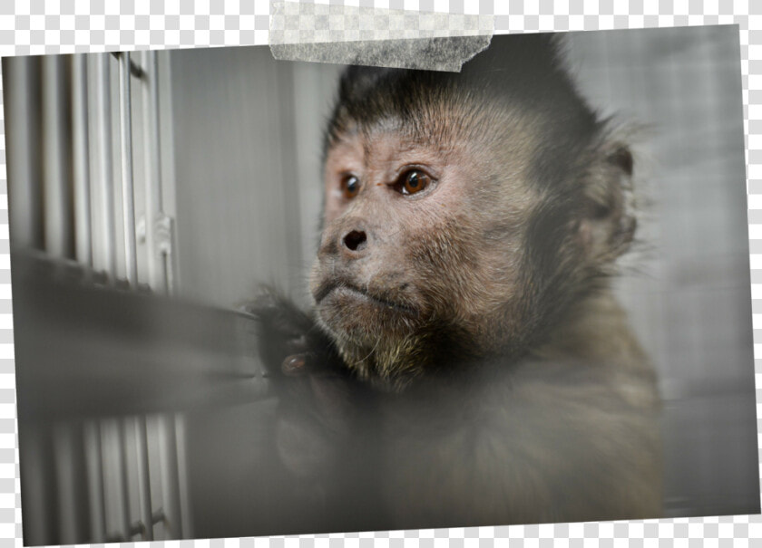 1   Tufted Capuchin  HD Png DownloadTransparent PNG