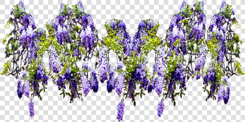 Flower Png Climbing Wide   Wisteria Png  Transparent PngTransparent PNG