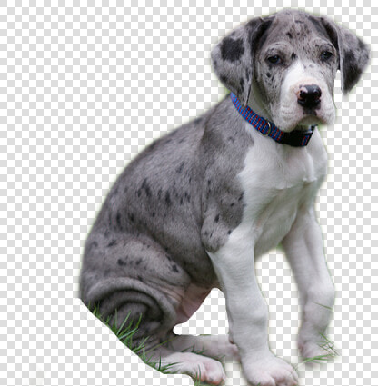  dog  greatdane  puppy  cute  cool  sitting  omg  love   Great Dane  HD Png DownloadTransparent PNG