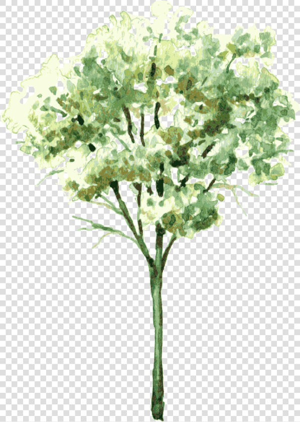 Banner Transparent Watercolor Painting Tree Trees   Watercolor Of Bushes  HD Png DownloadTransparent PNG