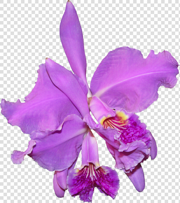 La Orquidea Png  Transparent PngTransparent PNG