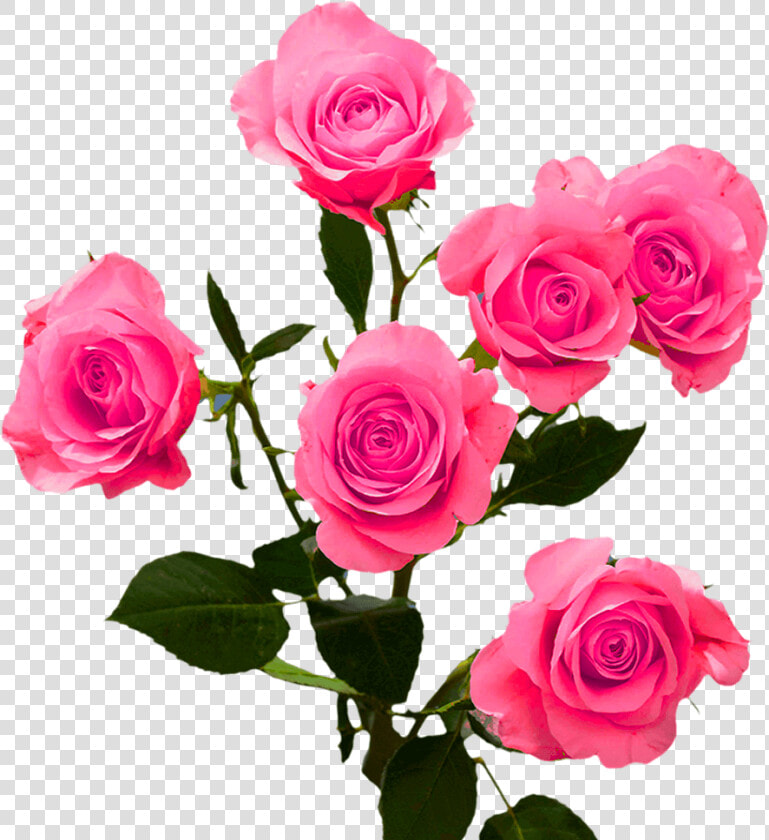 Order Hot Pink Spray Roses   Garden Roses  HD Png DownloadTransparent PNG