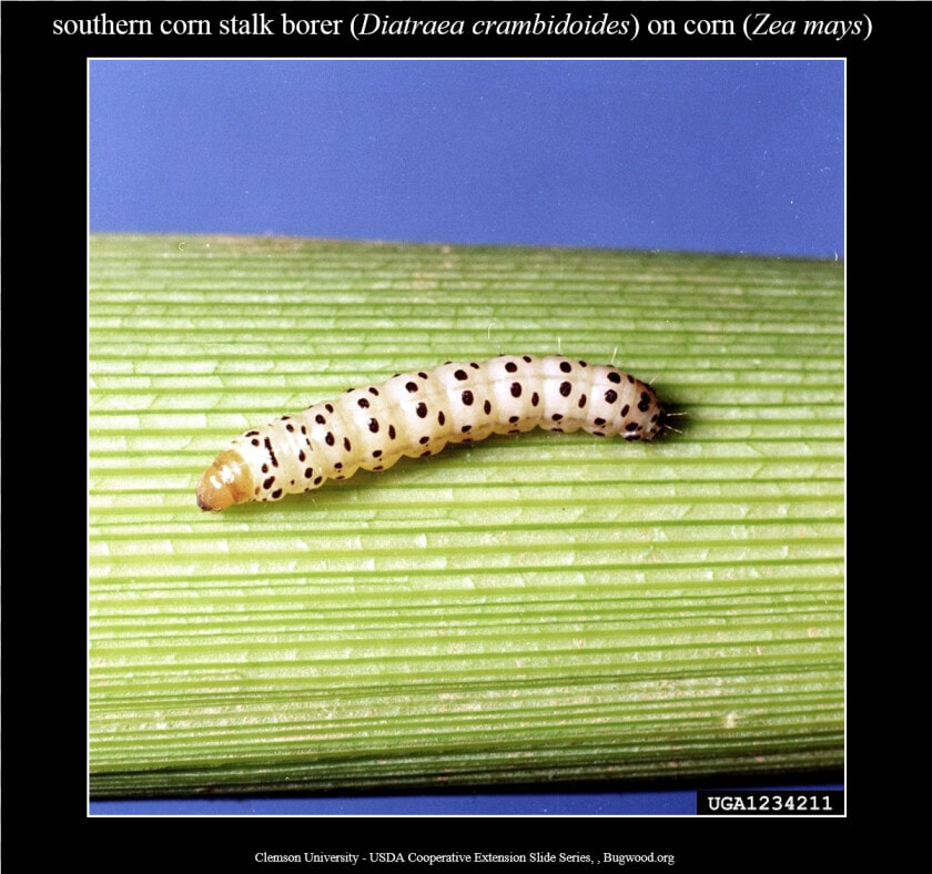 Spicebush Swallowtail  HD Png DownloadTransparent PNG