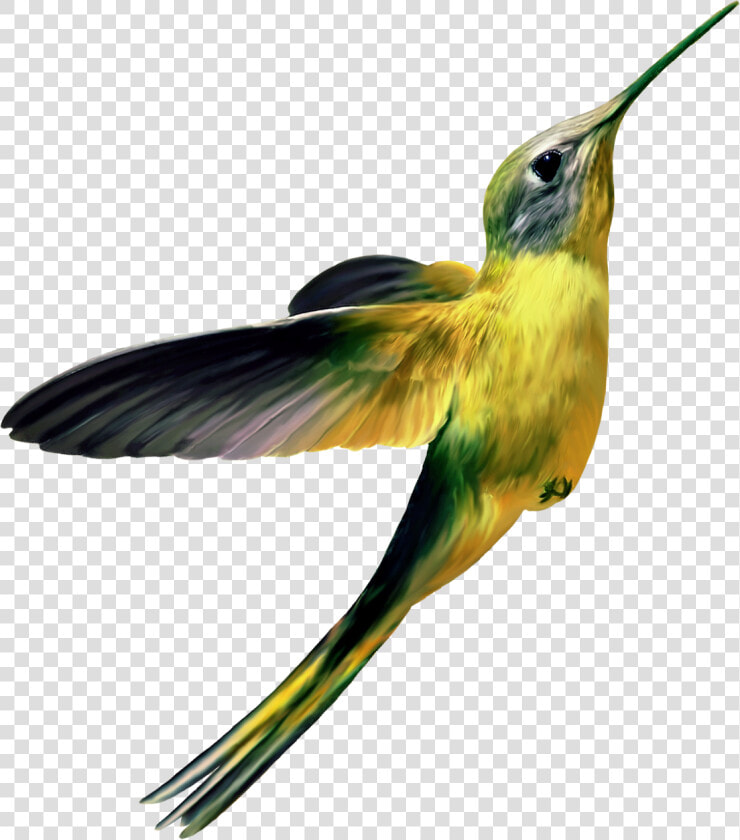 67186   Hummingbirds Png  Transparent PngTransparent PNG