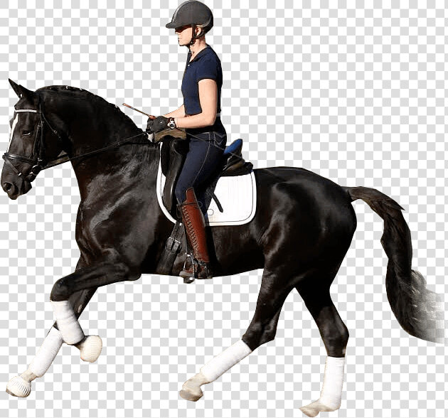 Horse Equestrian Stallion Dressage Western Riding   Horse Riding Logo Png  Transparent PngTransparent PNG