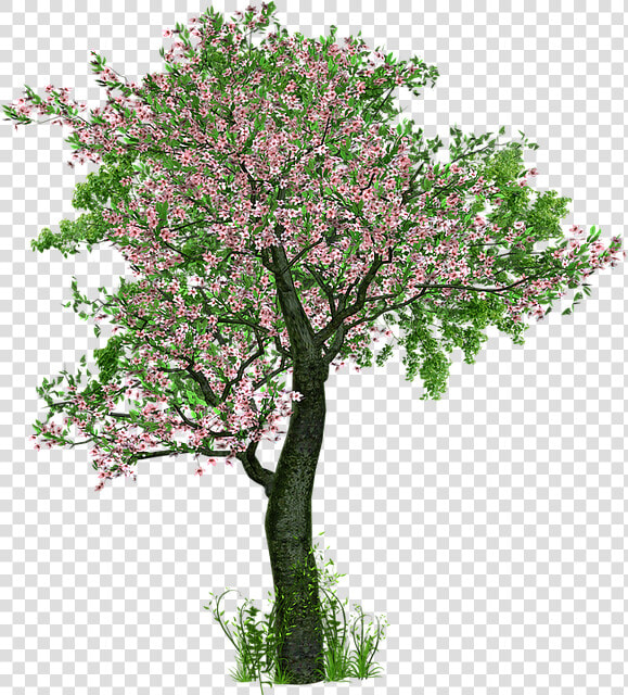 Tree  Deciduous Tree  Flowers  Grass  Digital Art   Trees With Flowers Png  Transparent PngTransparent PNG