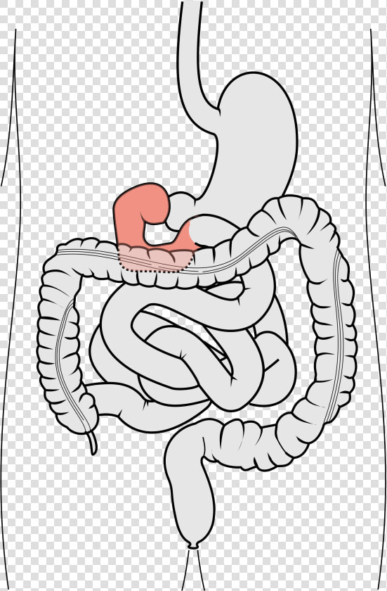 Transparent Small Intestine Png   12 Fingertarmen  Png DownloadTransparent PNG