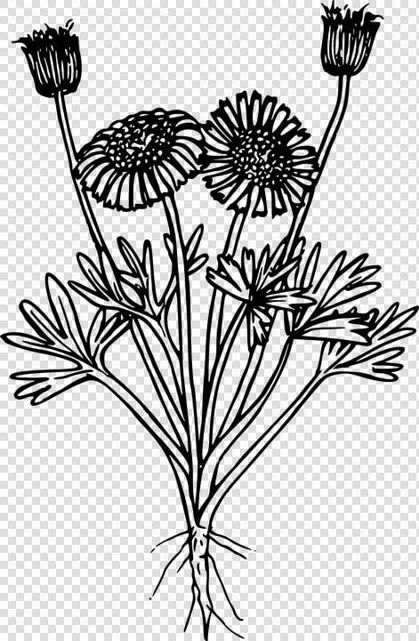 Flower Plant Wild Wildflower   Wildflower Png Black And White  Transparent PngTransparent PNG