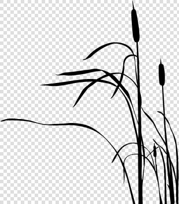 Cattail Drawing Silhouette  HD Png DownloadTransparent PNG