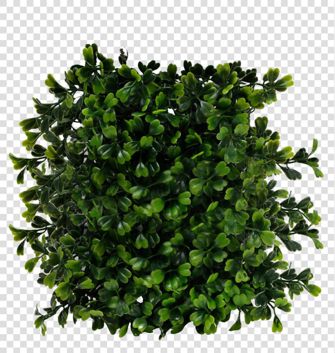 Bush Png Transparent   Bush Top View Png  Png DownloadTransparent PNG