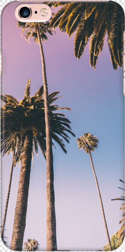 Palm Tree Case   Beverly Hills Palm Trees  HD Png DownloadTransparent PNG